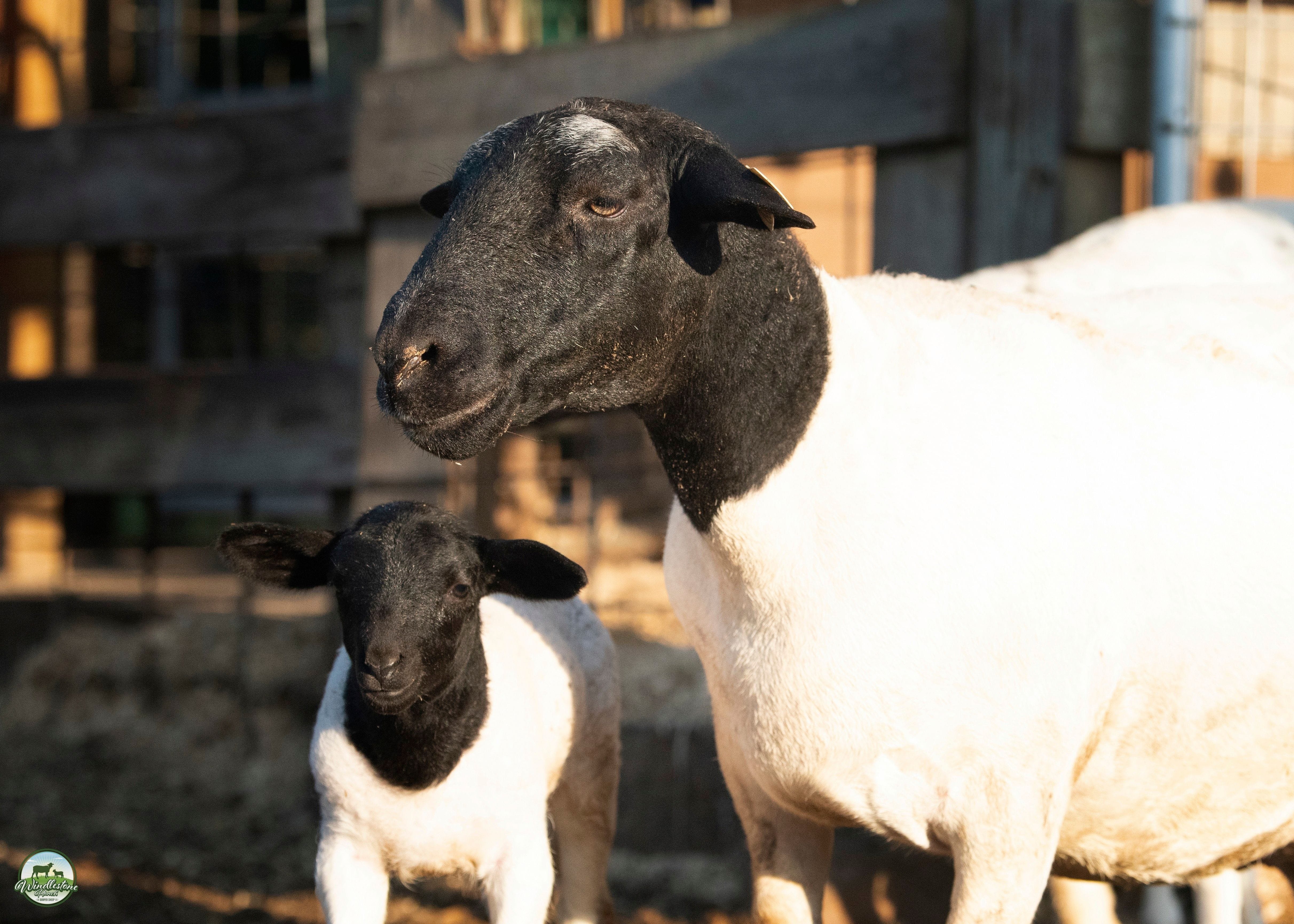 Beautiful Black and White Dorper Sheep