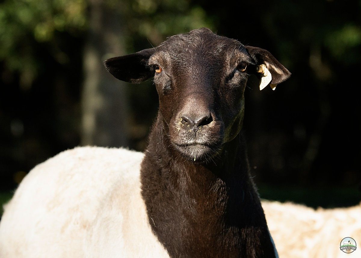 Beautiful Dorper Sheep