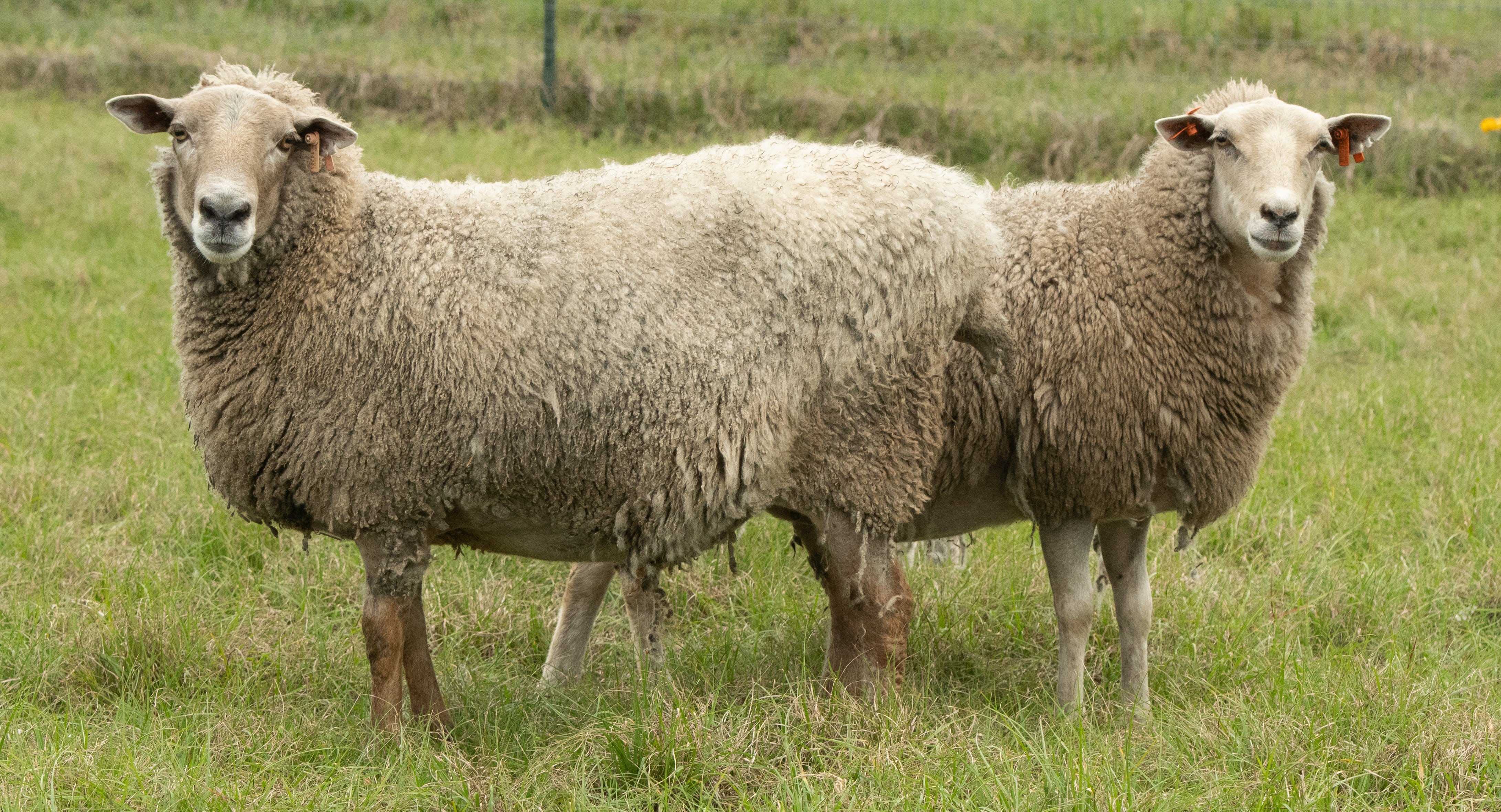 Kathadin Sheeps