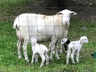 St Augustine Sheep with Lambs