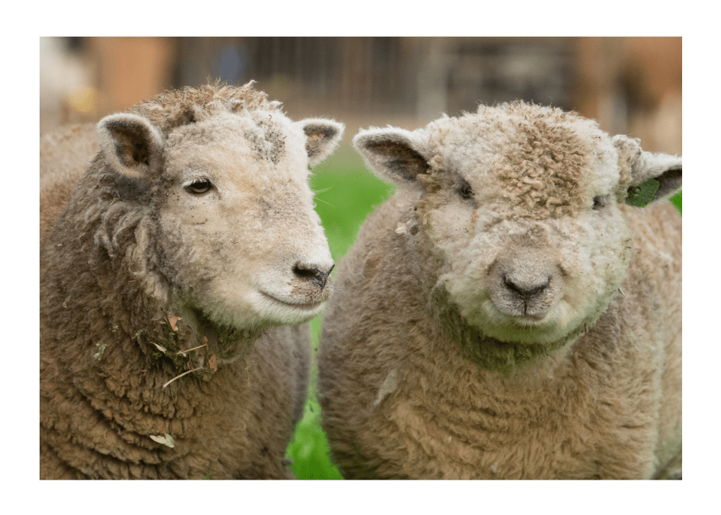 Awassi Sheeps