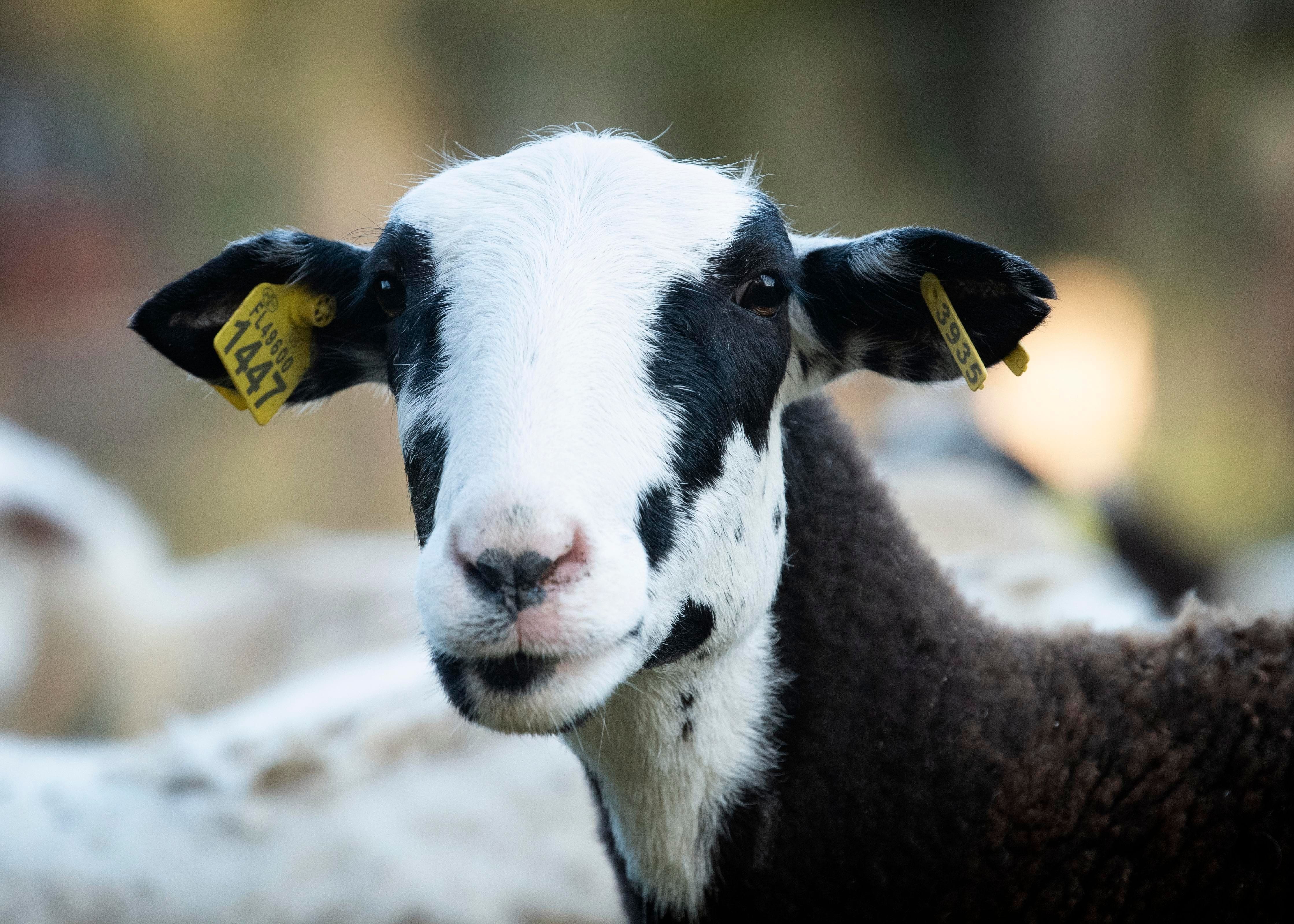 Sheep on a Ground