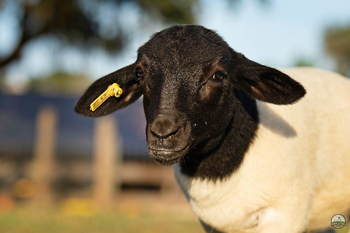 Dorper Sheep in a Farm