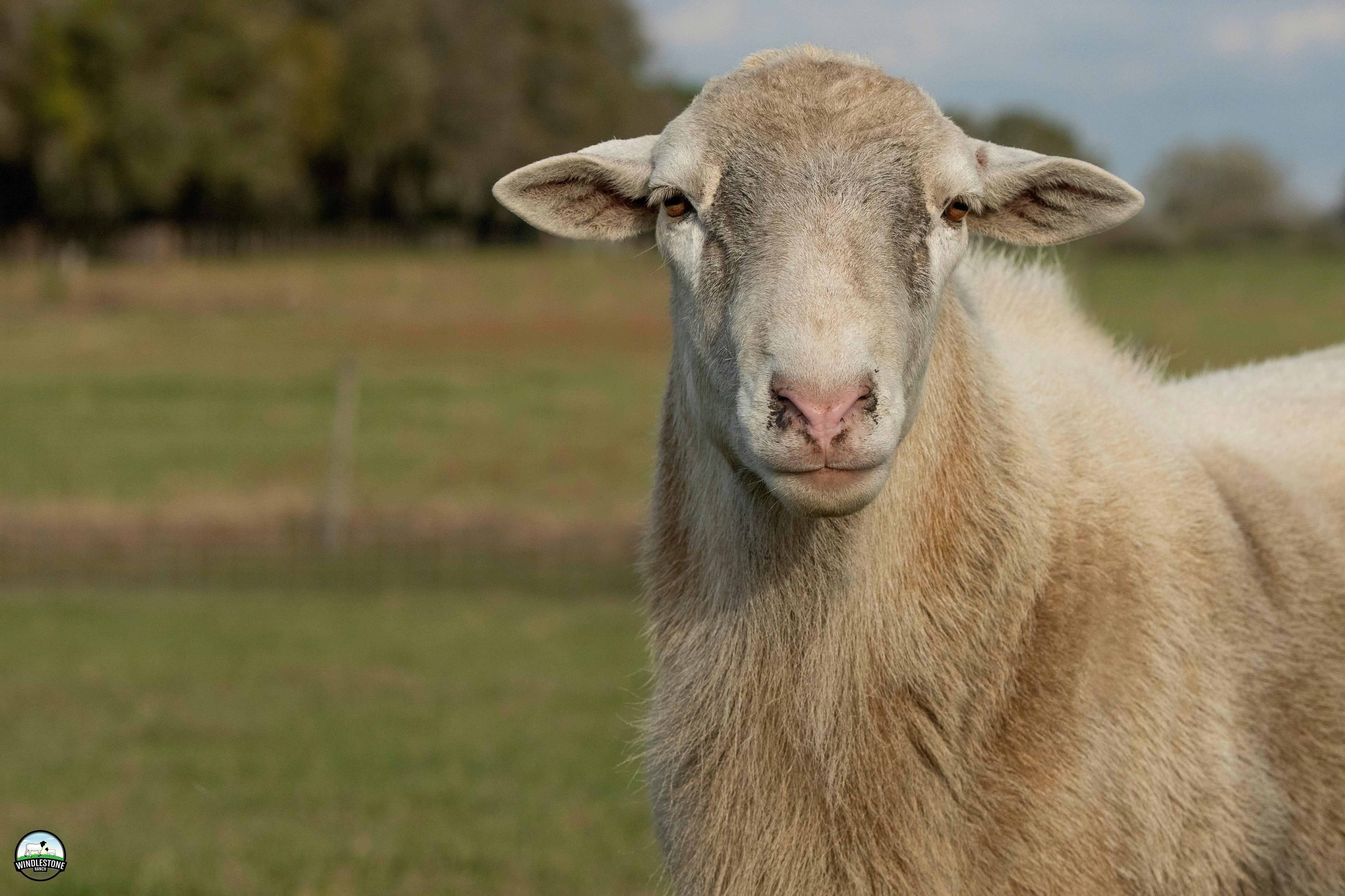 Assaf Sheep