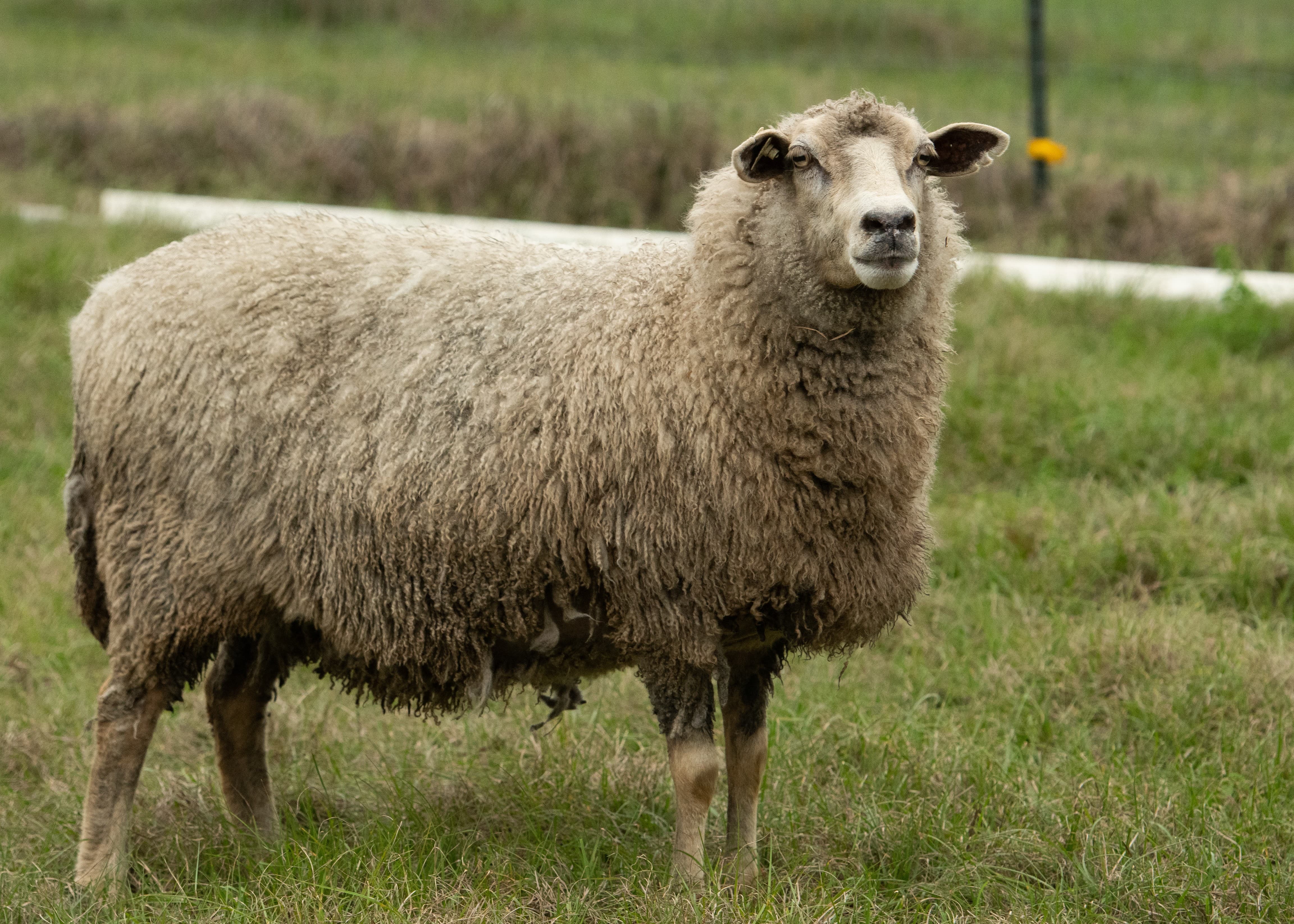 Beautiful Kathadin Sheep