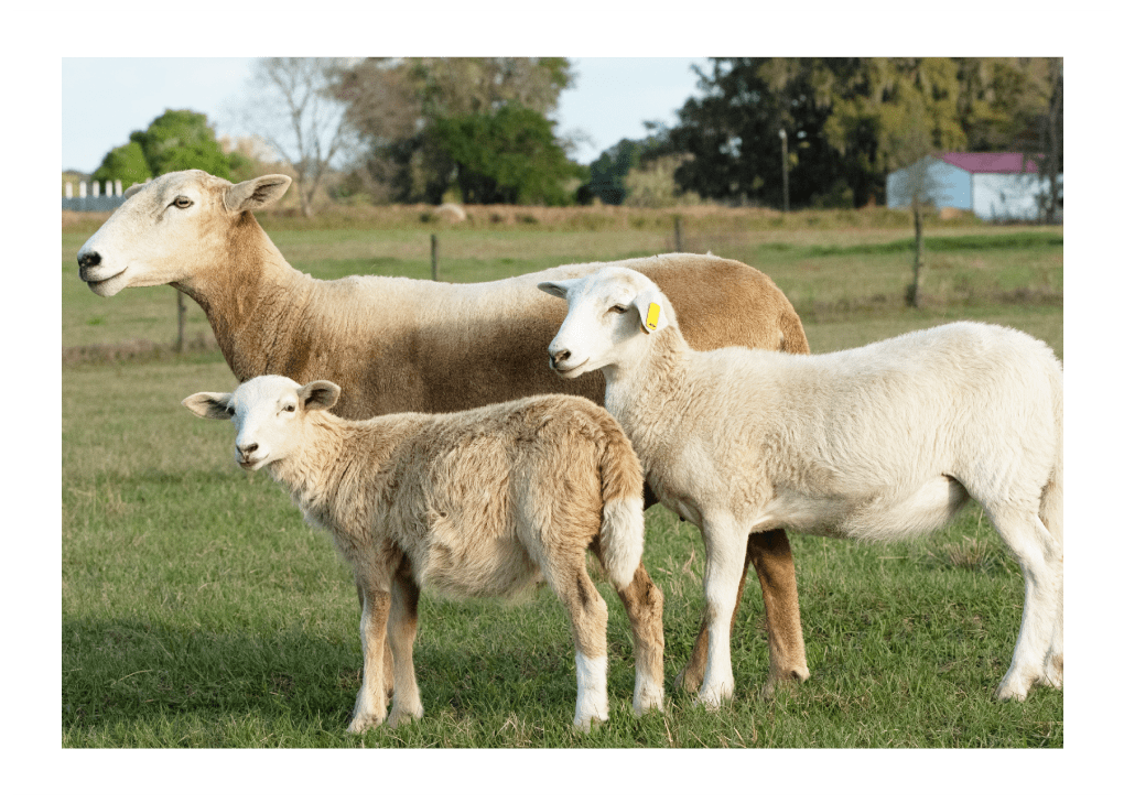 Kathadin Sheeps